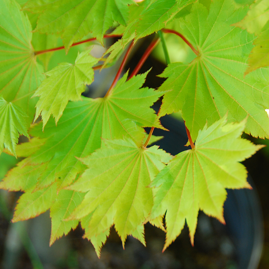 Acer shirasawanum 'Aureum'