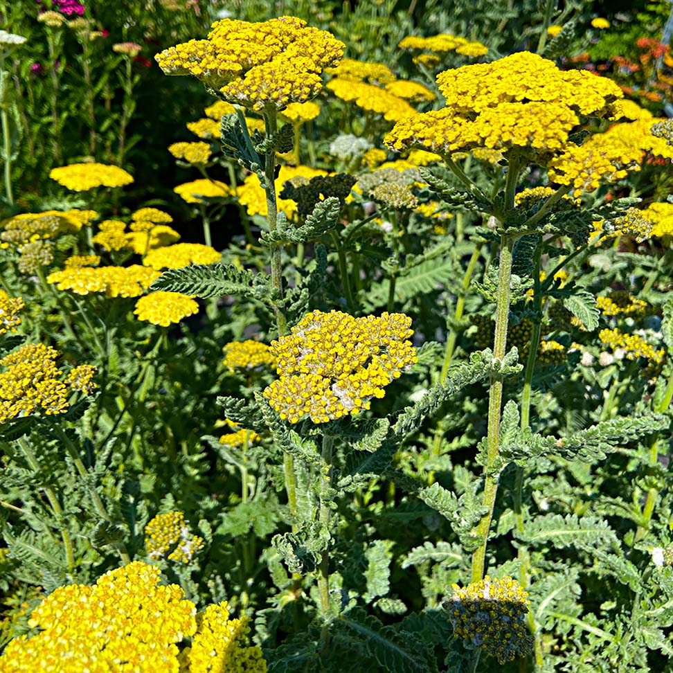 Achillea 'Sassy Summer Silver'