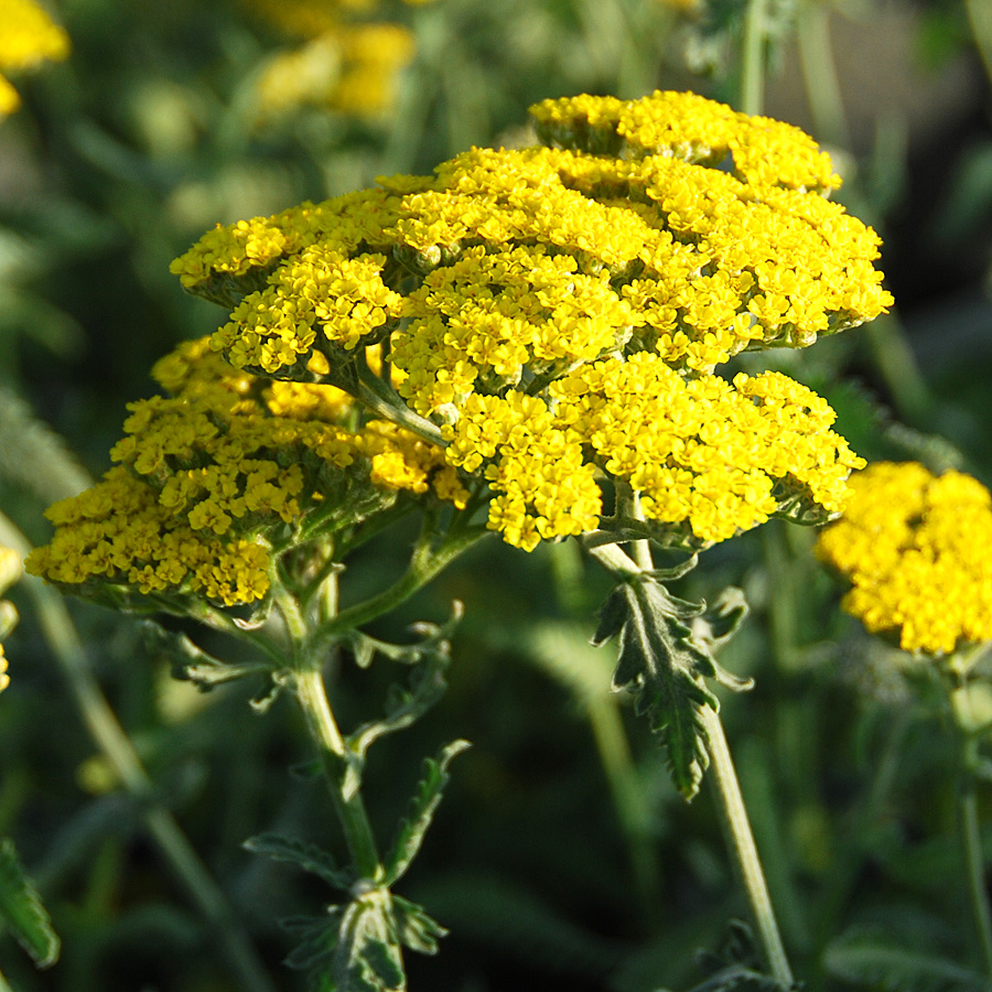 Achillea 'Moonshine'