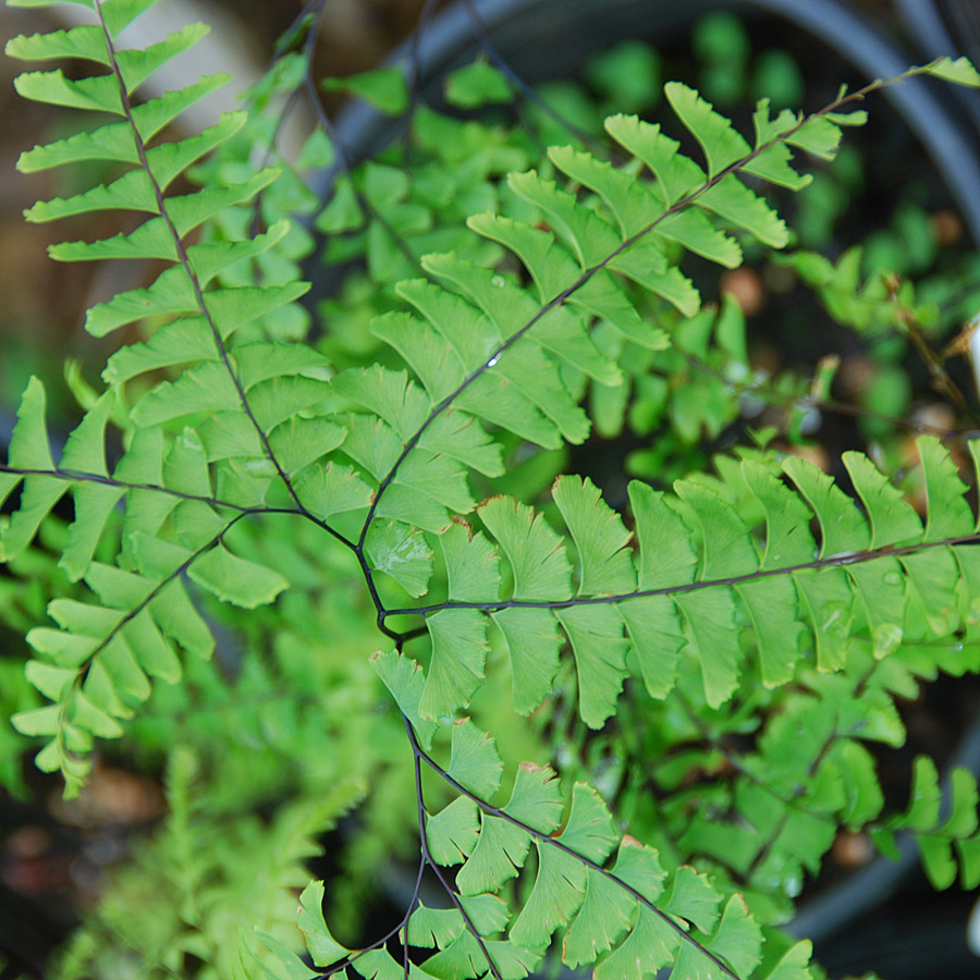 Adiantum aleuticum