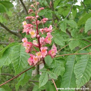 Aesculus X carnea 'Briotii'