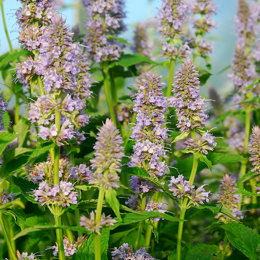 Agastache x 'Blue Fortune'