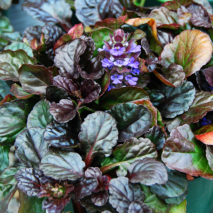 Ajuga reptans Black Scallop