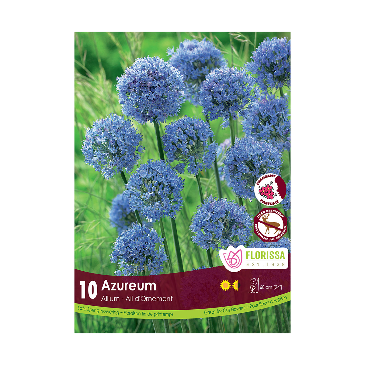 Allium 'Azureum' Bulbs 10PK