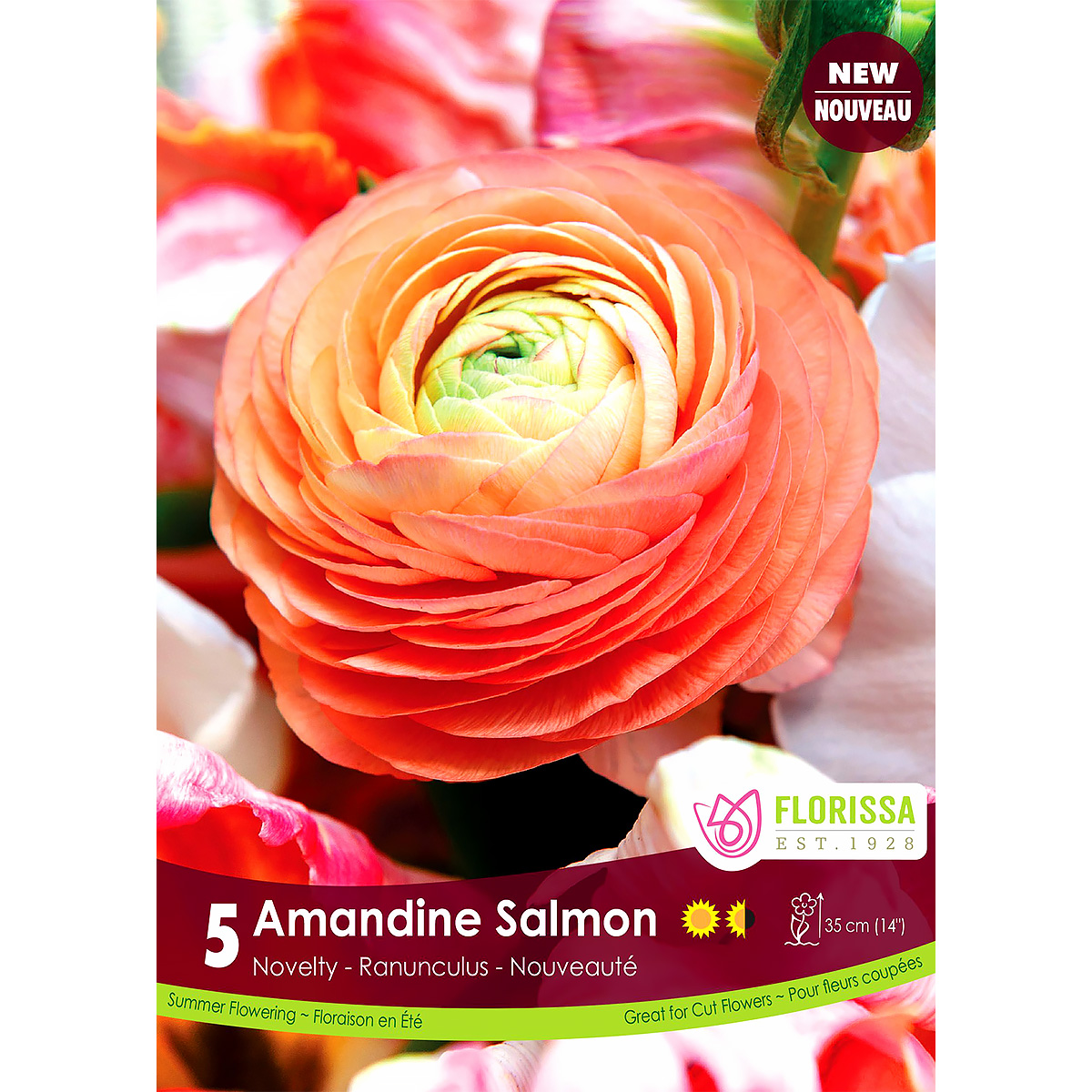 Ranunculus 'Amandine Salmon' -5PK