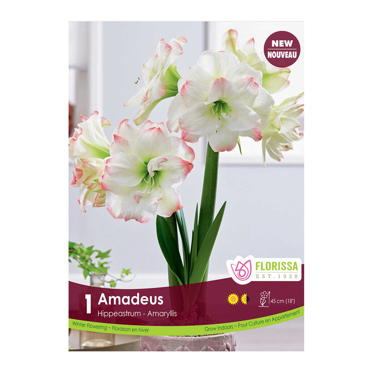 Amaryllis 'Amadeus' Double Bulb 1PK
