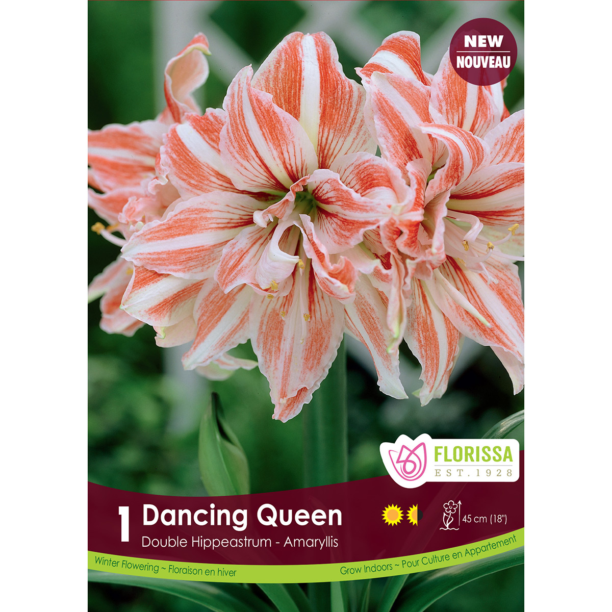Amaryllis_Dancing_Queen_1200px.jpg