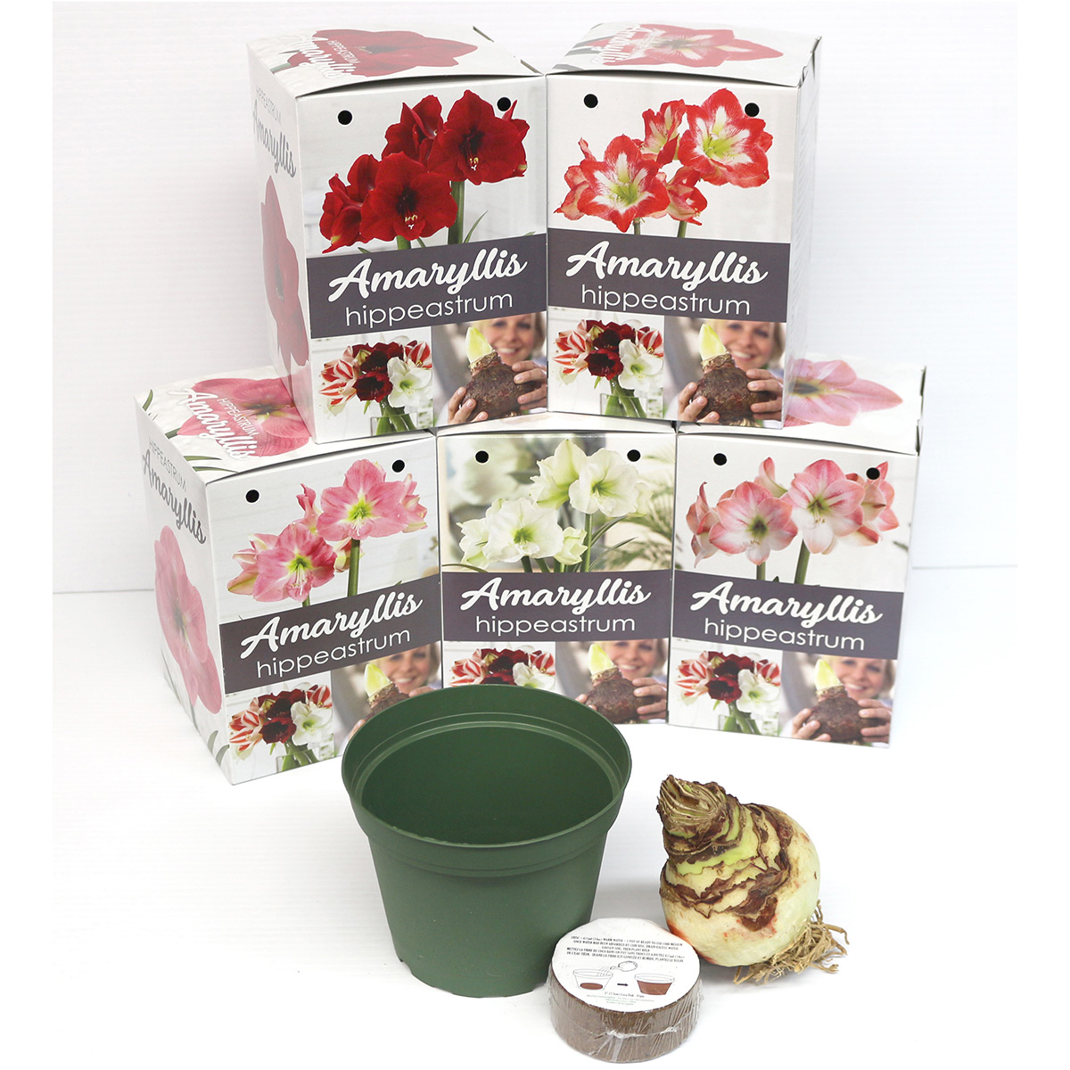 Amaryllis Planting Kit