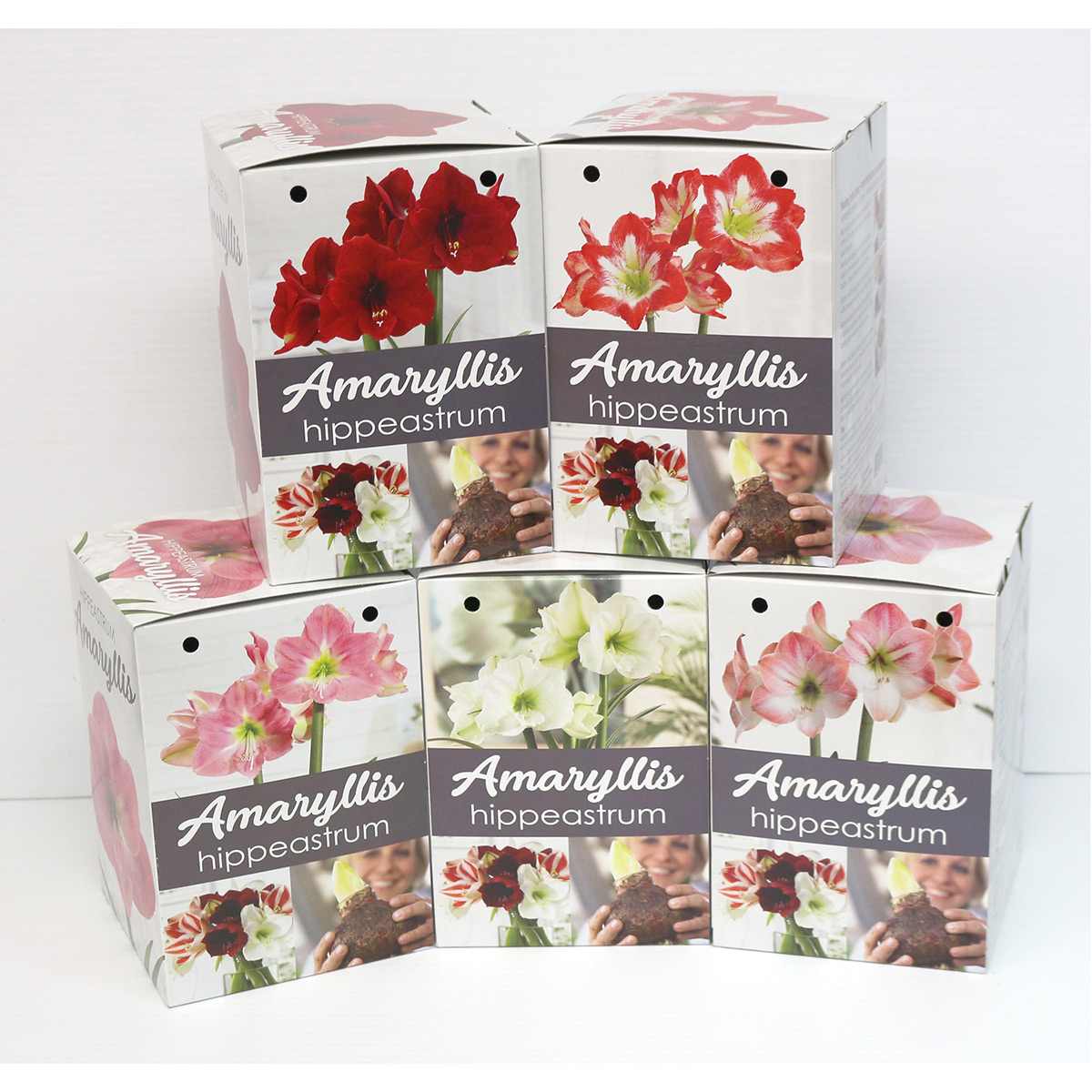 Amaryllis_Kit_2_1200px.jpg