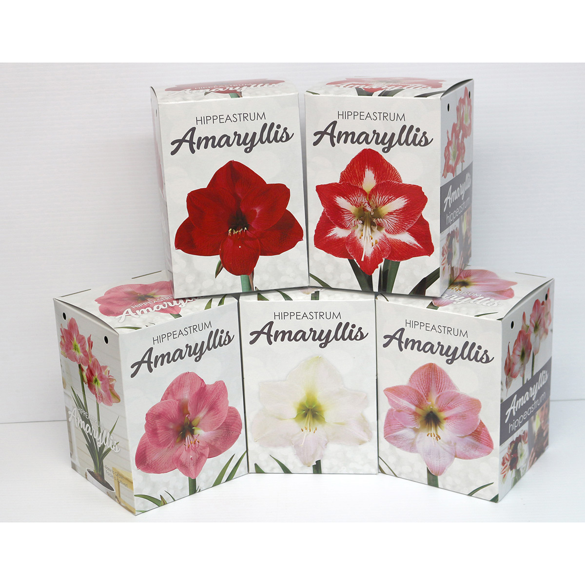 Amaryllis_Kit_4_1200px.jpg