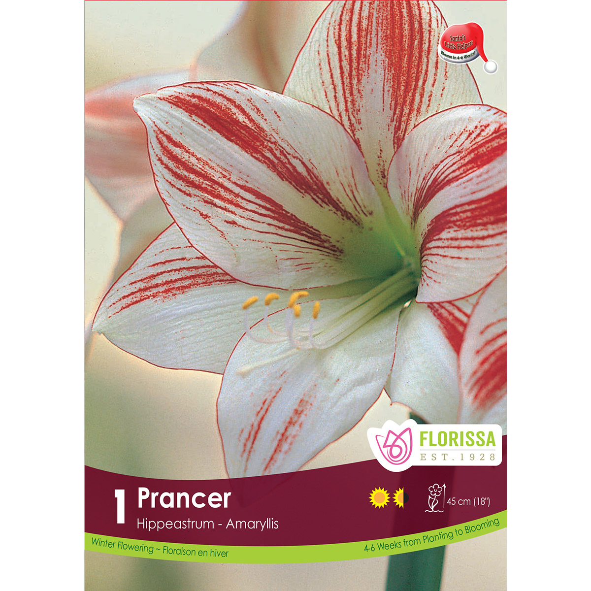 Amaryllis 'Prancer' Bulbs