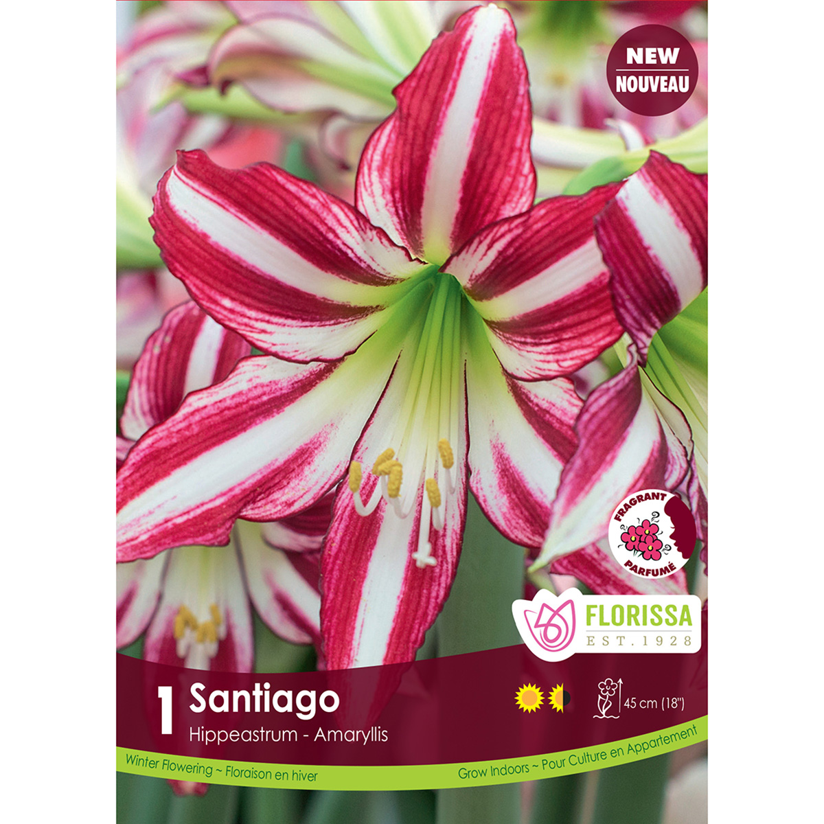 Amaryllis_Santiago_1200px.jpg
