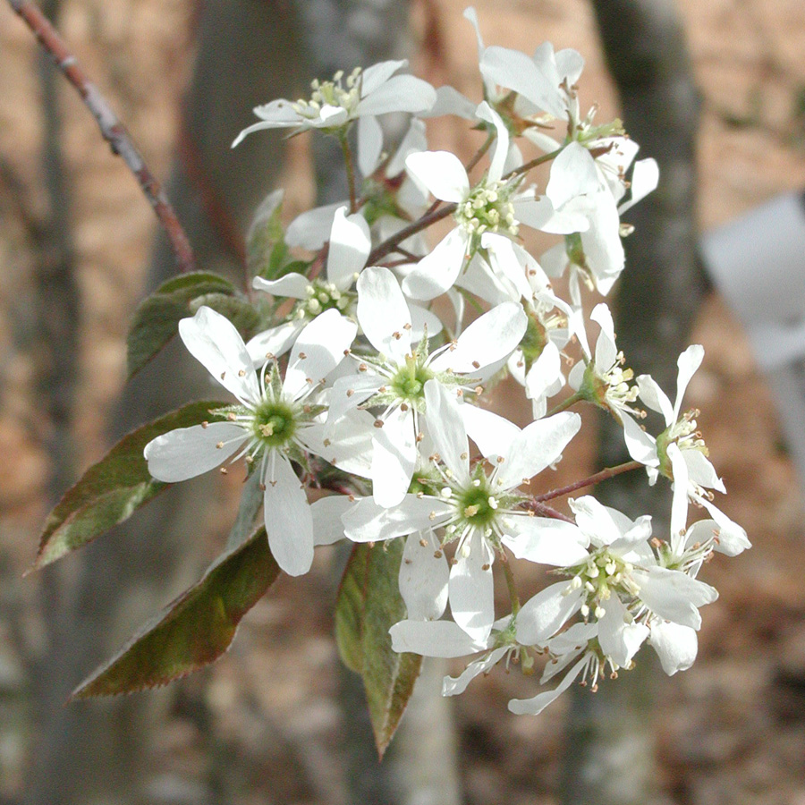 Amelanchier alnifolia