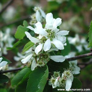 Amelanchier gr. 'Autumn Brilliance'