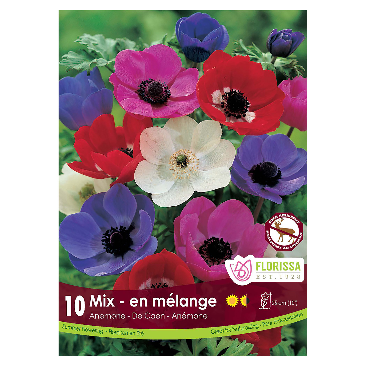 Anemone De Caen 'Bi-color' Bulbs