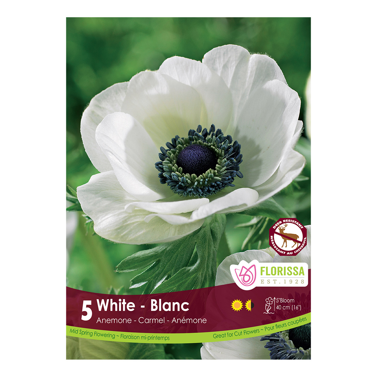 Anemone_WhiteCarmel.jpg