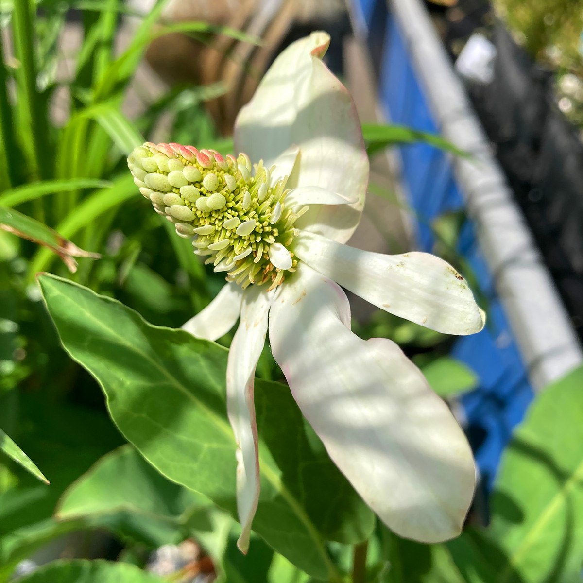 Anemopsis californica 