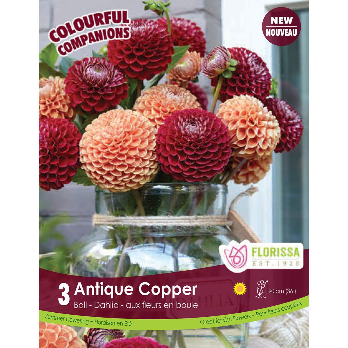 Dahlia 'Antique Copper' Tubers 