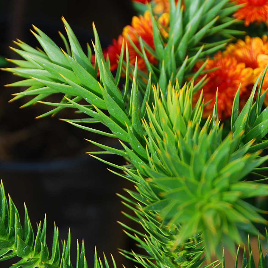 Araucaria araucana 