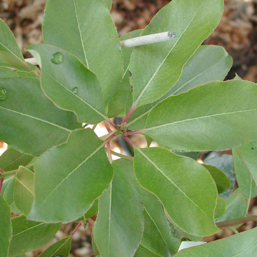 Arbutus menziesii