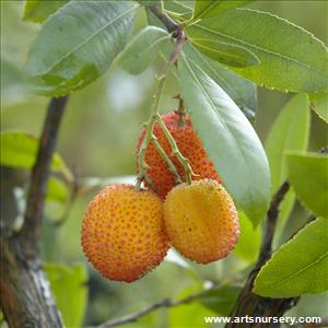 Arbutus unedo - Tree Form