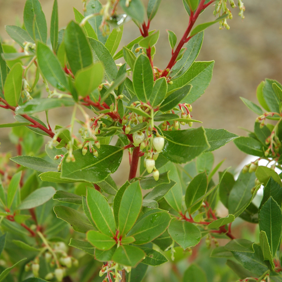 Arbutus unedo compacta  