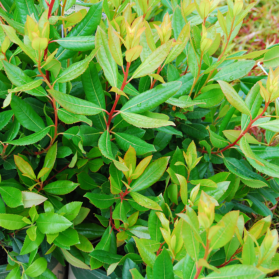 Arbutus unedo 'Compacta'