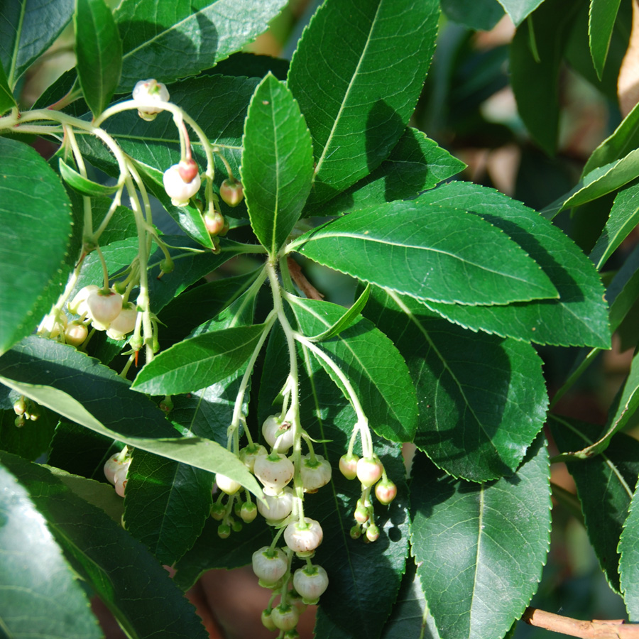 Arbutus 'Marina'