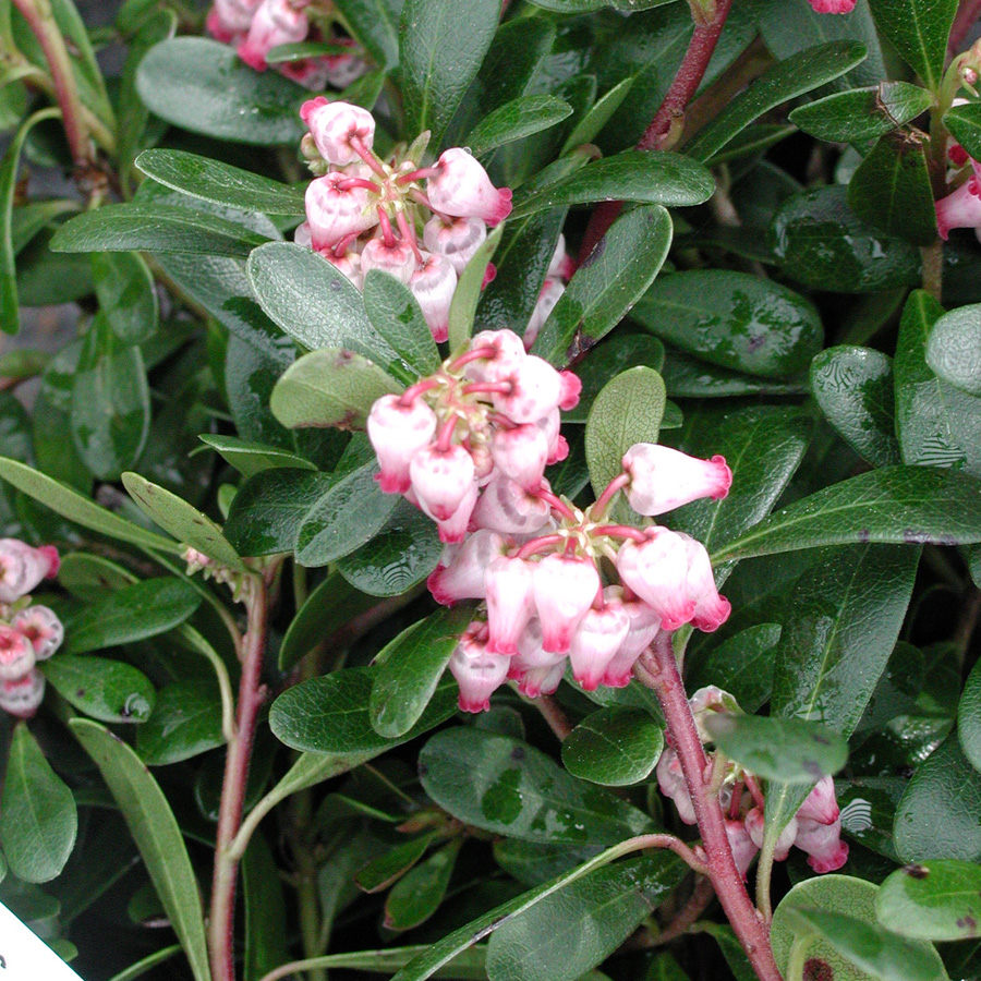 Arctostaphylos uva-ursi 'Massachusetts' 