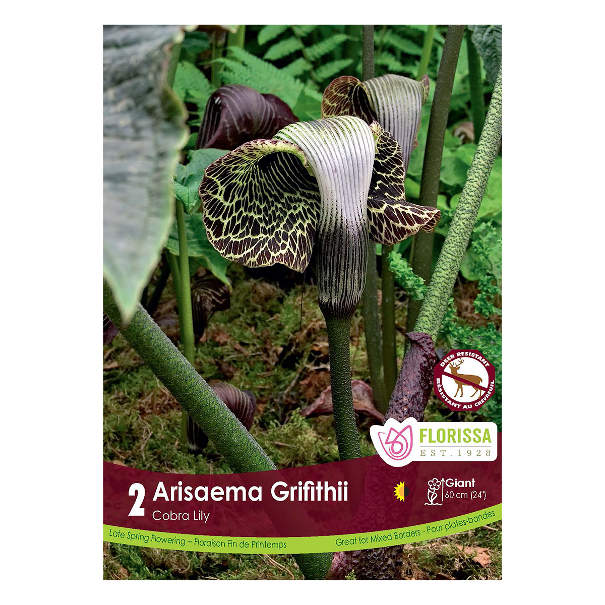 Arisaema griffithii Root