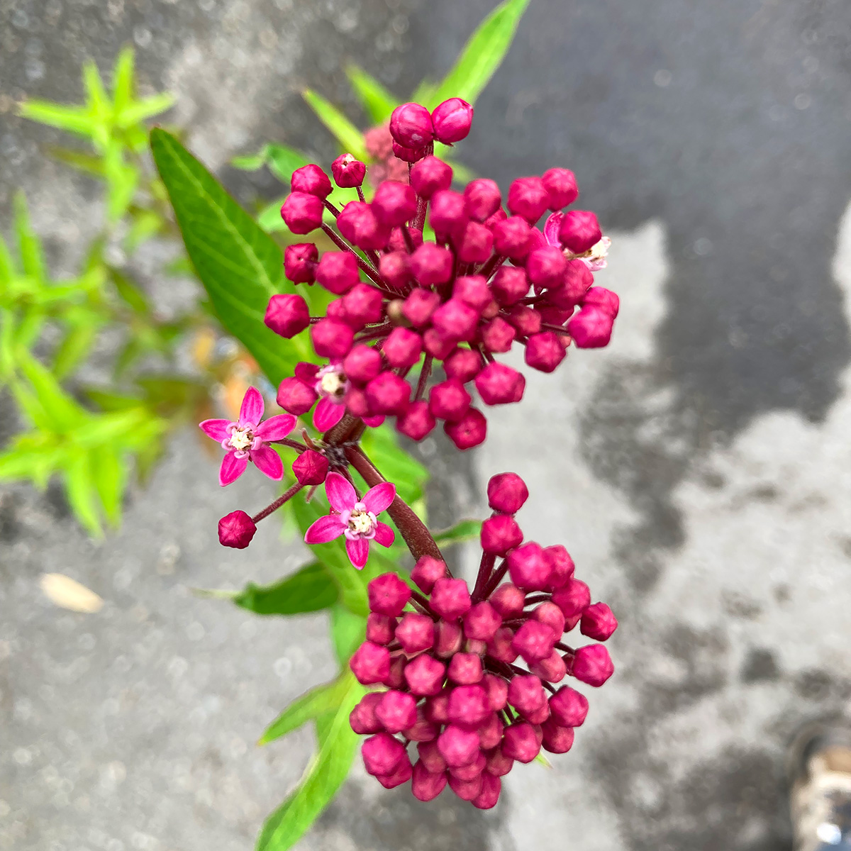 Asclepias incarnata 'Cinderella' 