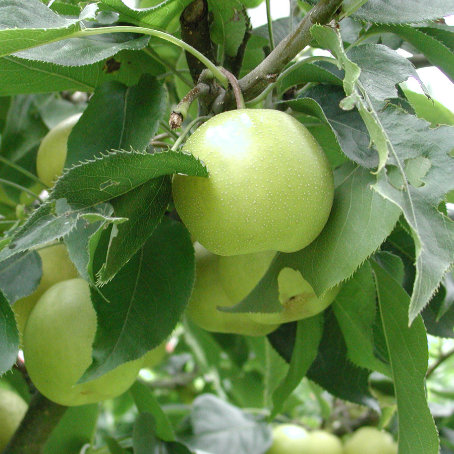 Pyrus 'Nijisseiki'