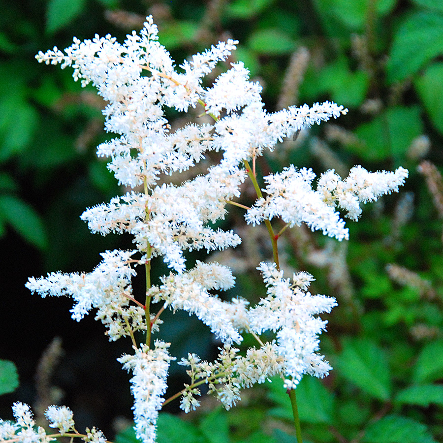 Astilbe x arendsii 'Bridal Veil'