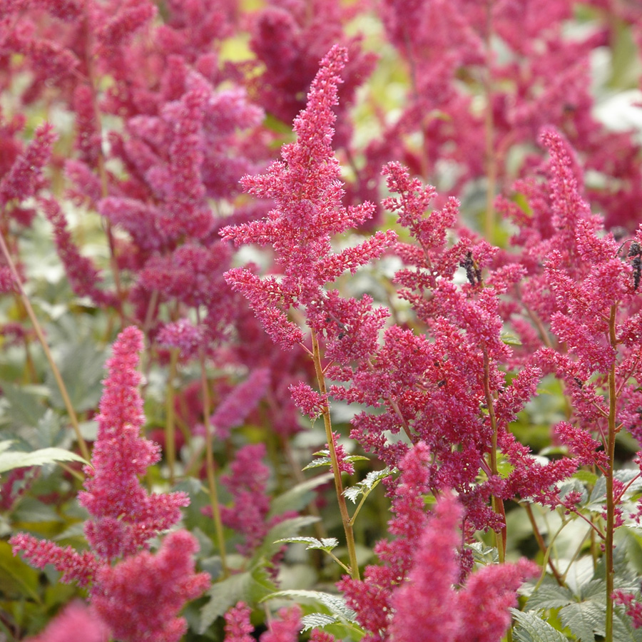 Astilbe x arendsii 'Fanal'