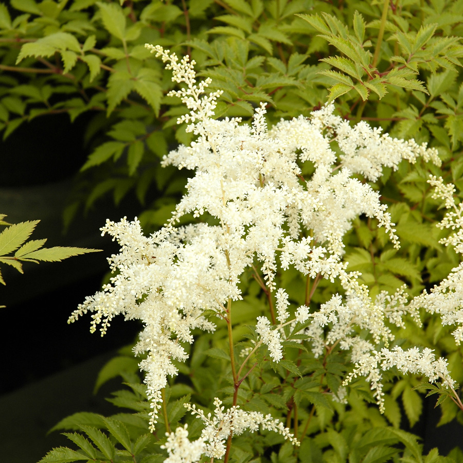 Astilbe simplicifolia 'White Sensation'