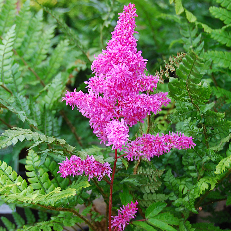 Astilbe 'Rhythm and Blues'