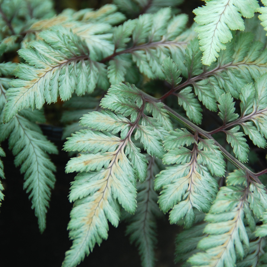 Athyrium nipponicum 'Pictum'