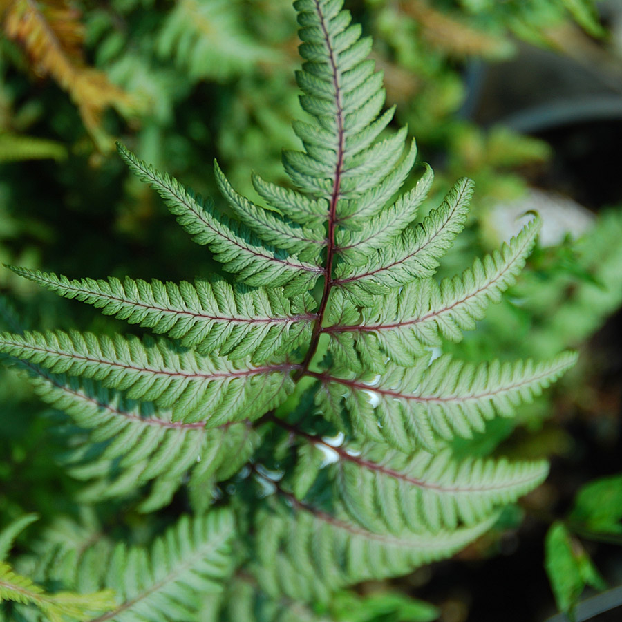 Athyrium 'Ghost'