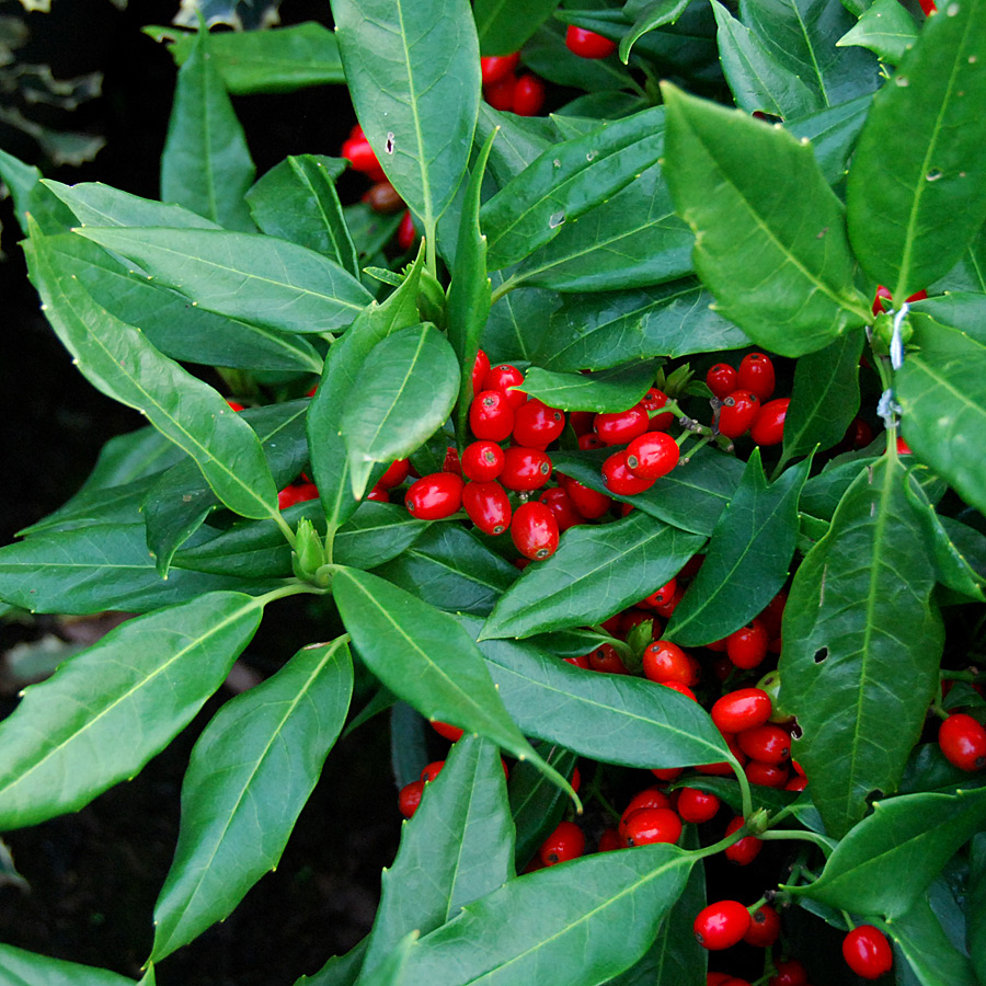 Aucuba japonica 'Serratifolia'