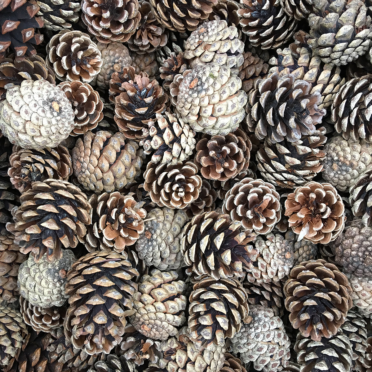 Christmas Greens - Austrian Pine Cone