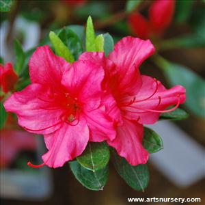 Azalea japonica 'Girard's Crimson'