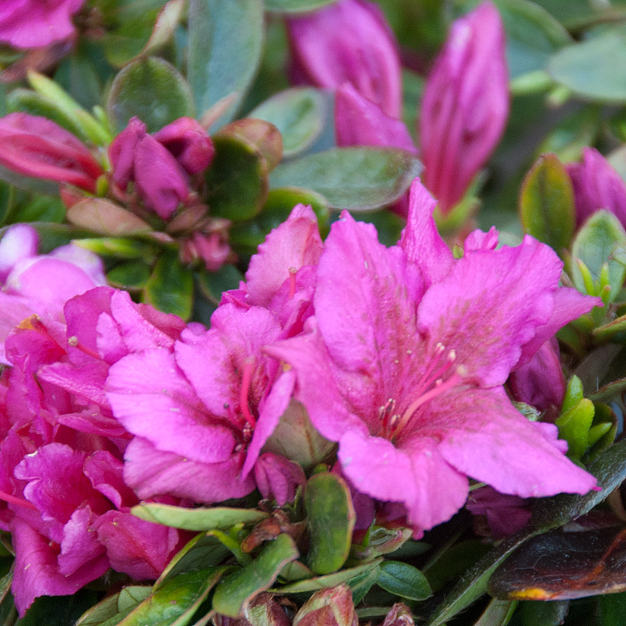 Azalea japonica 'Girard's Fuchsia'