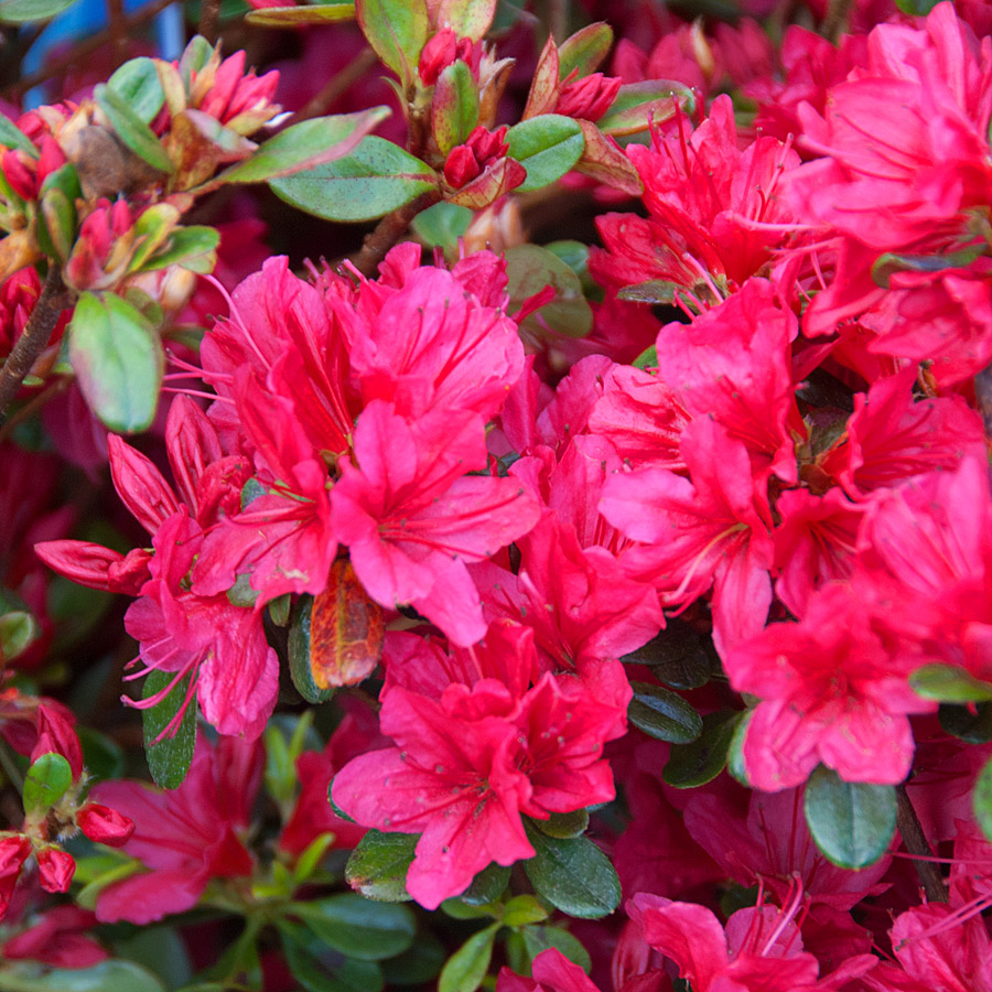 Azalea japonica 'Hino White' 