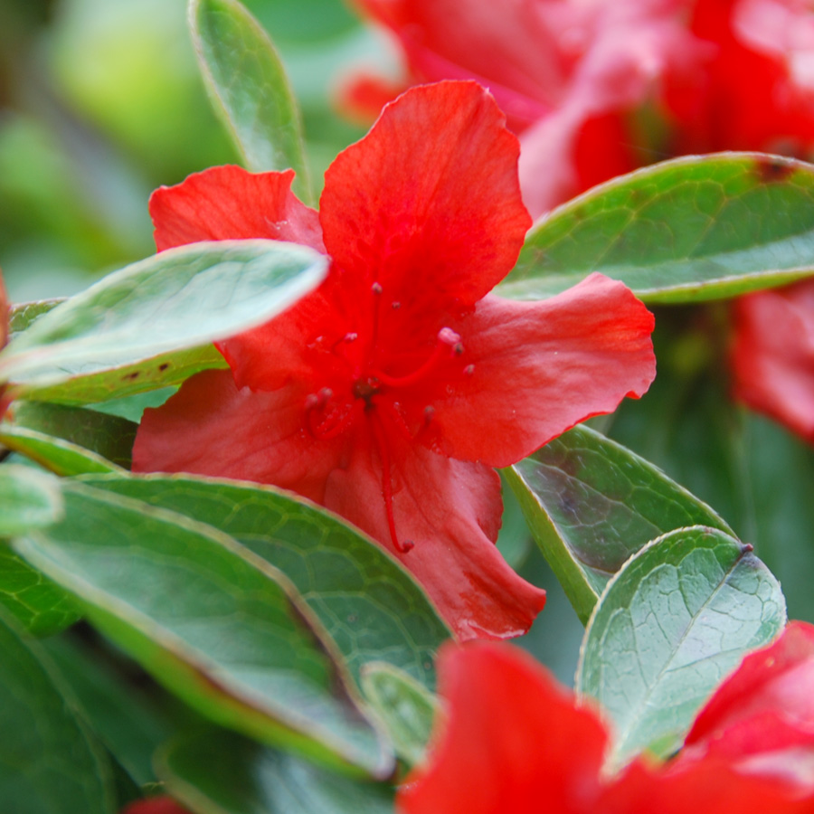 Azalea japonica 'Girard's Hot Shot'