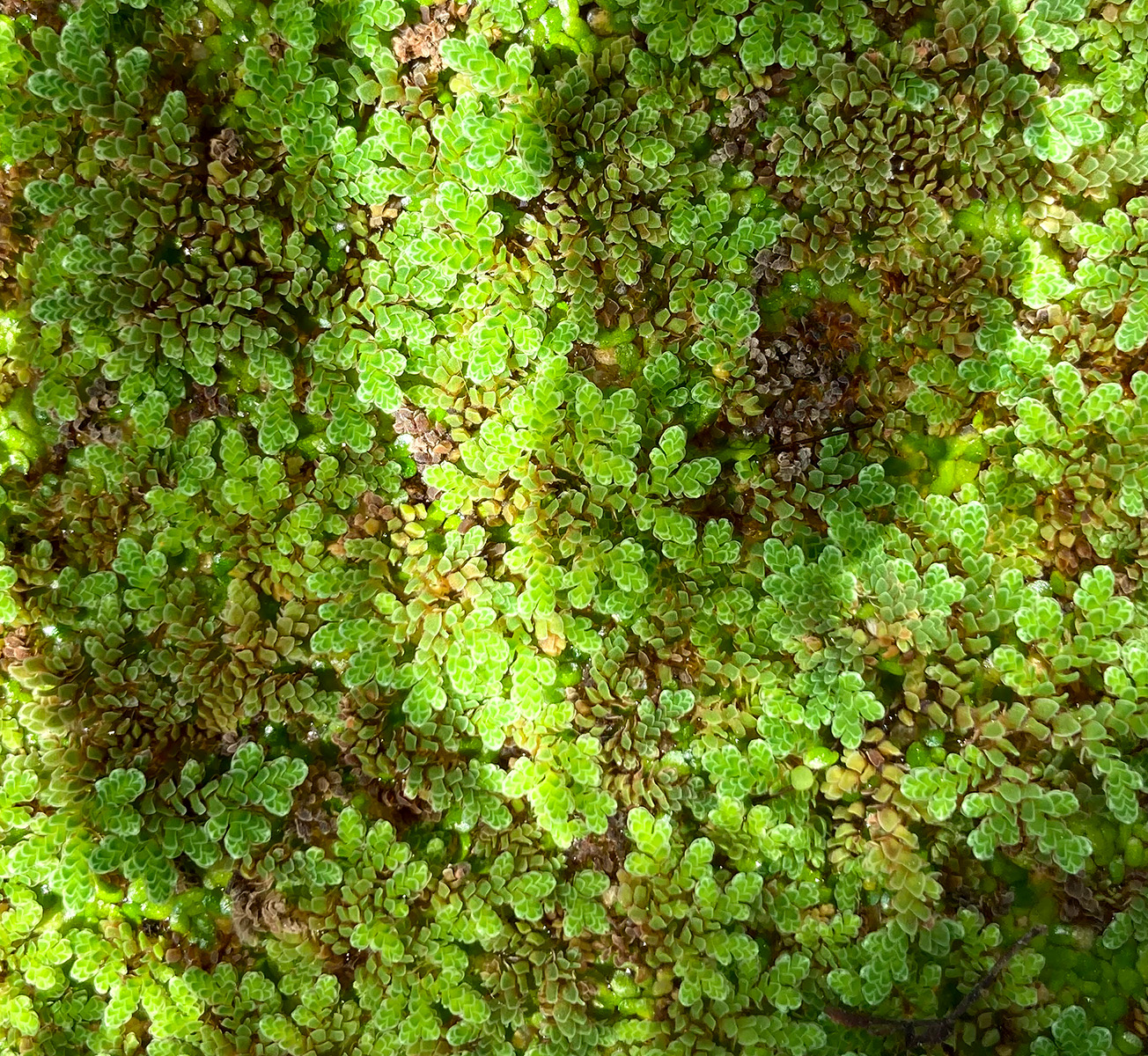 Azolla caroliniana 