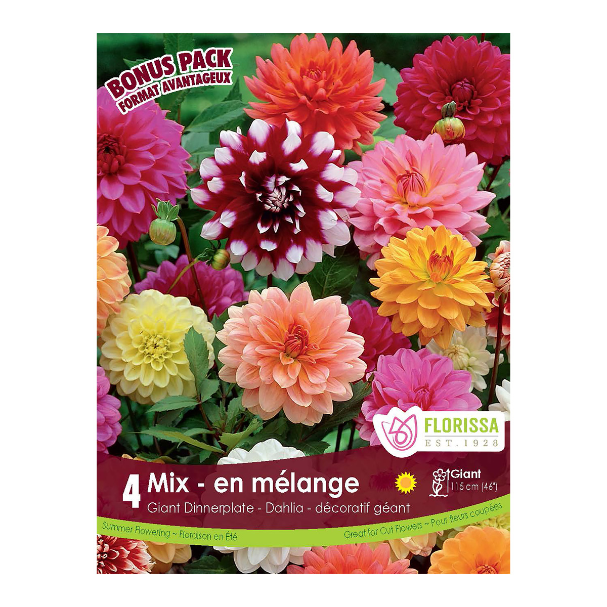 Dahlia 'Dinnerplate Mix' Tubers