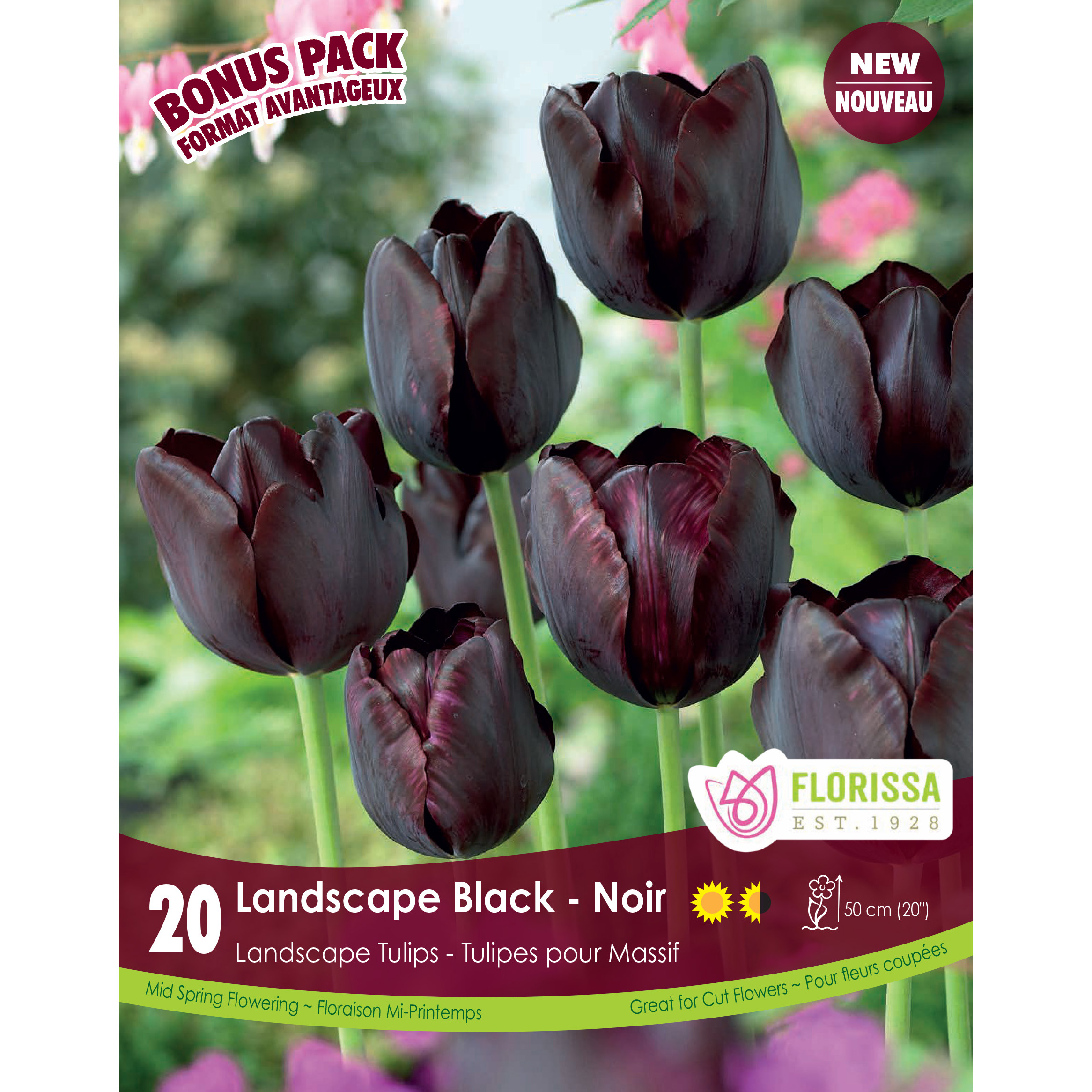 BP_Tulip_Black_fall.jpg