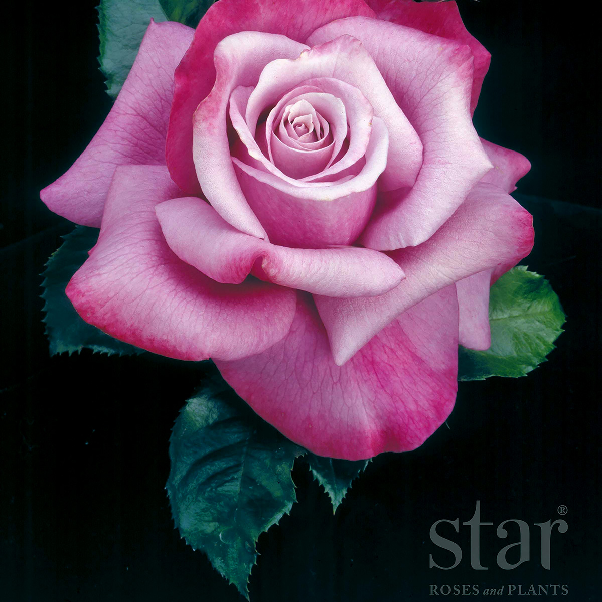 Rosa 'Barbra Streisand' Tree Form 36in