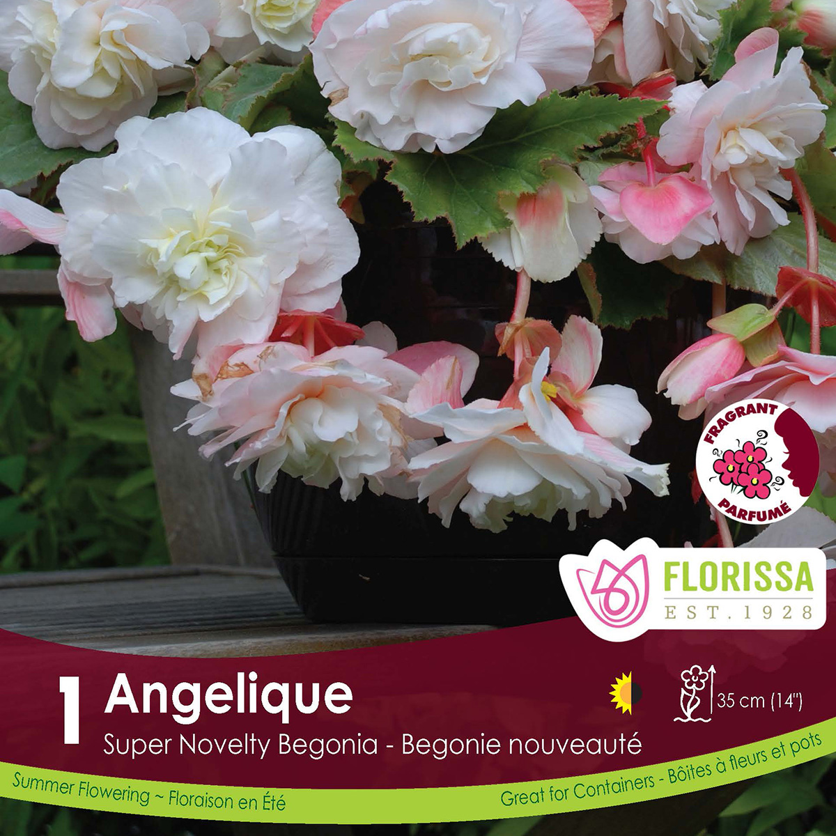 Begonia 'Angelique'