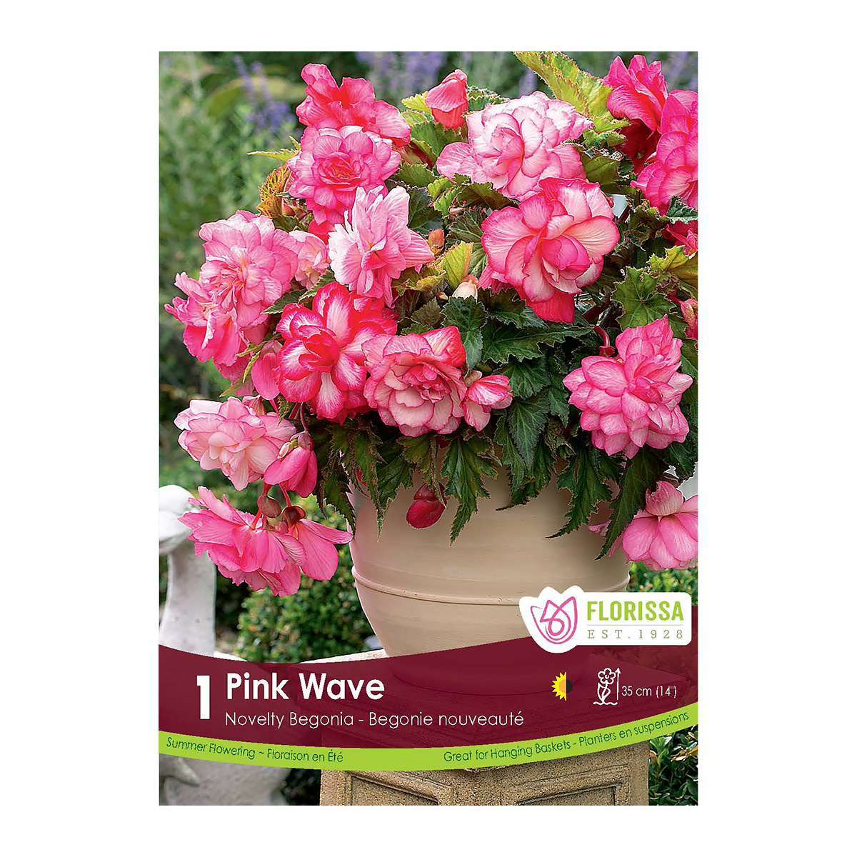 Begonia_Novelty_PinkWave.jpg